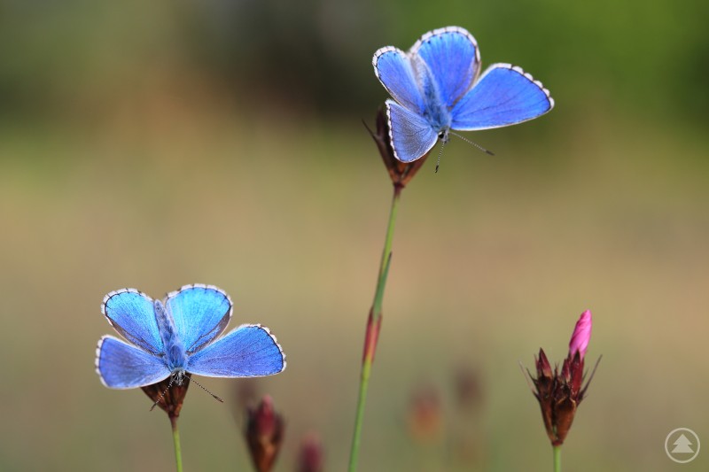 Himmelblauer Bläuling auf einer Wiese. Zwei leuchtend blaue Himmelblaue Bläulinge sitzen auf Blütenstängeln.