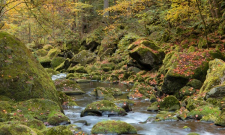 Herbst in der Bucbberger Leite