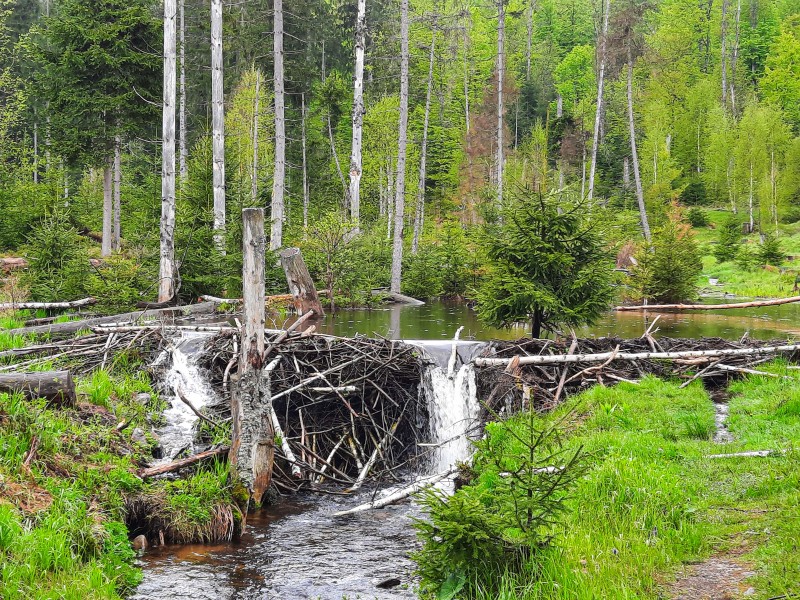 Flyer/Grafik zum Event: Der Biber – Wasserbauer und Landschaftsgestalter 2025 am Sa., 09.08.2025 ab 09:00 Uhr