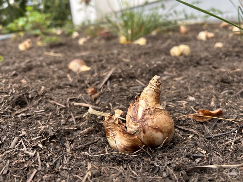 Eine Nahaufnahme einer Blumenzwiebel, die in dunkle Erde gesetzt wurde.