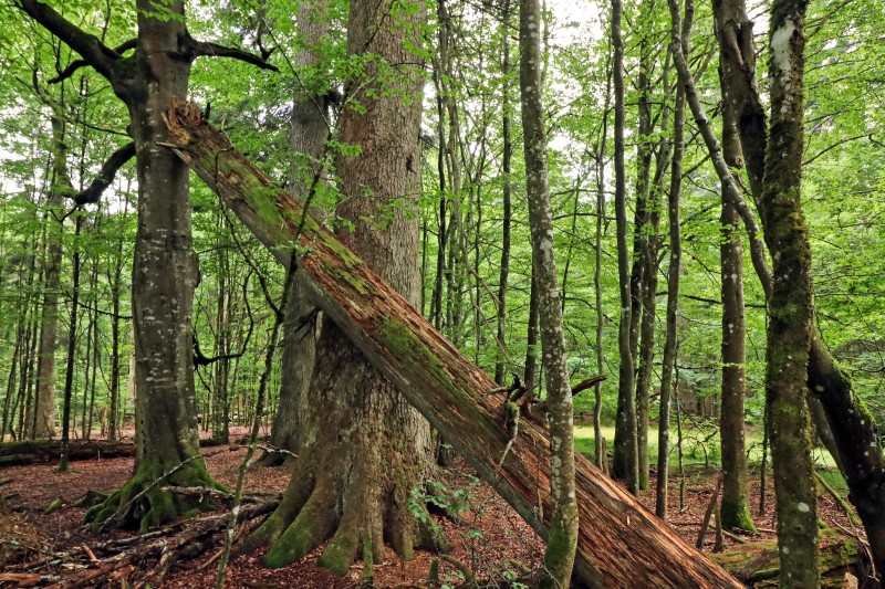 Flyer/Grafik zum Event: Nationalpark exklusiv – Uralte Baumriesen am Sa., 07.03.2026 ab 14:00 Uhr