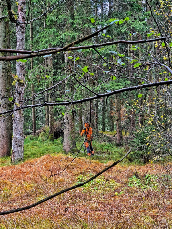 Um die Grauerlen (Vordergrund) zu fördern, wurden am Großen Regen einige Fichten entnommen.