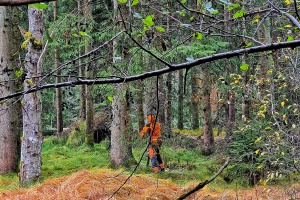Grauerlen-Förderung am Großen Regen