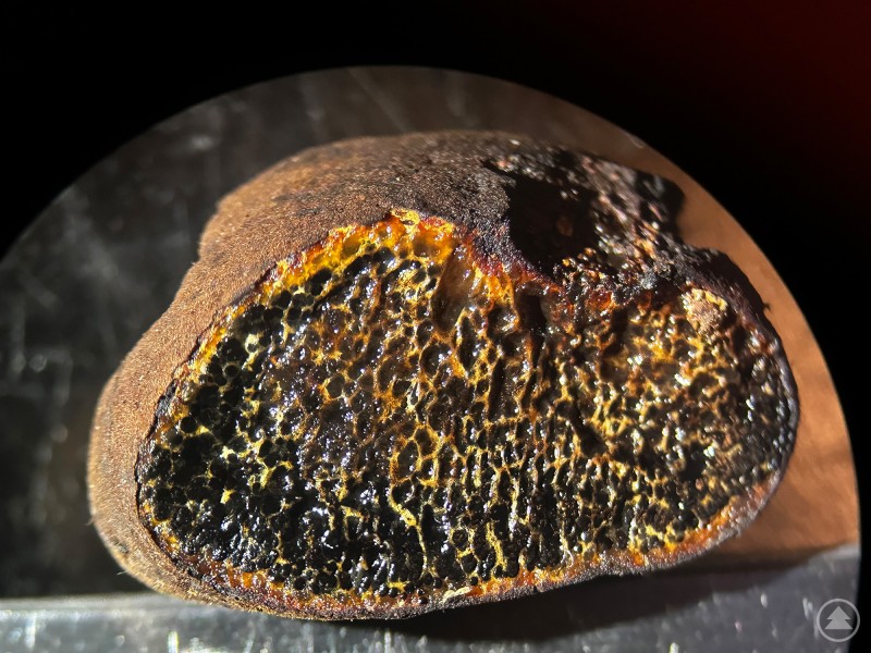 Trüffel-Suchhund Leo gelang ein seltener Fund bei Neuschönau.