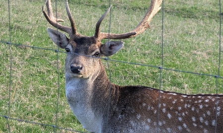 Der Wild-Berghof Buchet und sein Hirschpark: Ein tierisch gutes Ausflugsziel