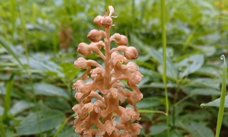 Wenn Pilze Pflanzen ernähren