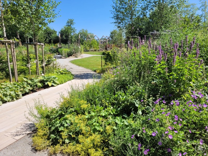Ein geschwungener Holzweg führt durch eine farbenfrohe Gartenlandschaft mit violett blühenden Stauden und jungen Bäumen.