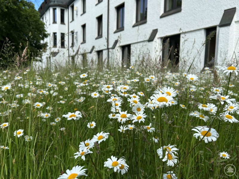 ine Vielzahl blühender Gänseblümchen erstreckt sich vor einem weißen Verwaltungsgebäude.