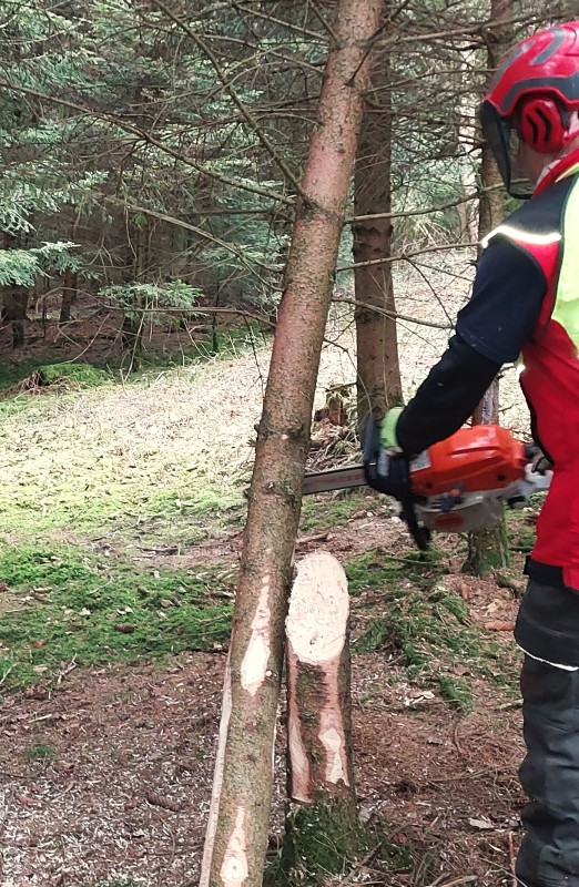 Flyer/Grafik zum Event: Wie pflege ich meinen Wald richtig? 2026 am Fr., 13.02.2026 - Fr., 27.03.2026