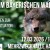 W&ouml;lfe im Bayerischen Wald &ndash; Informationen zur aktuellen Situation