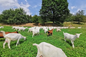 Zu Gast bei den Ziegen am Bio Ziegenhof Röckl