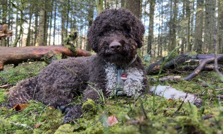 Forschungshund Leo findet seltene Trüffelart