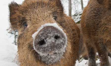 Wildschwein-Gehege im Tier-Freigelände gesperrt