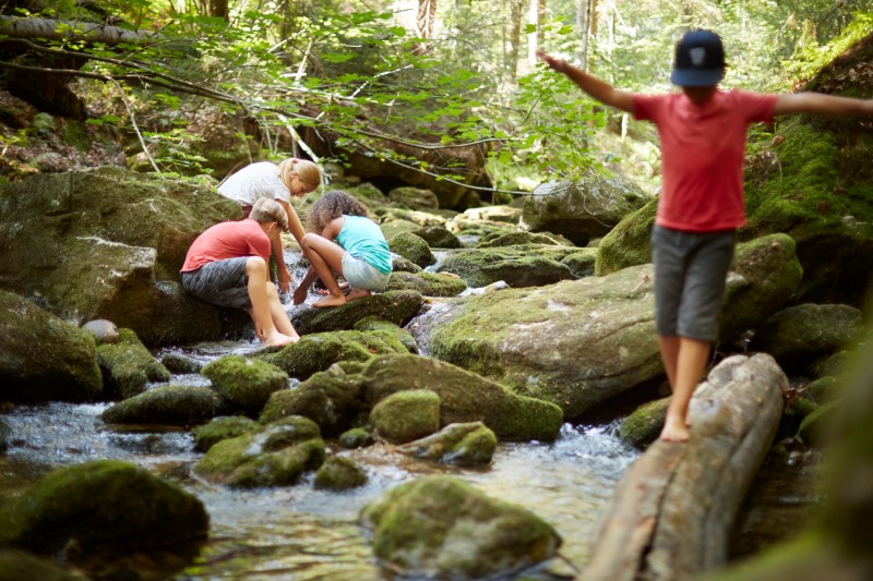 Flyer/Grafik zum Event: Wilder Sommeranfang im Nationalpark 2025 am Di., 10.06.2025 - Fr., 20.06.2025 ab 14:00 Uhr