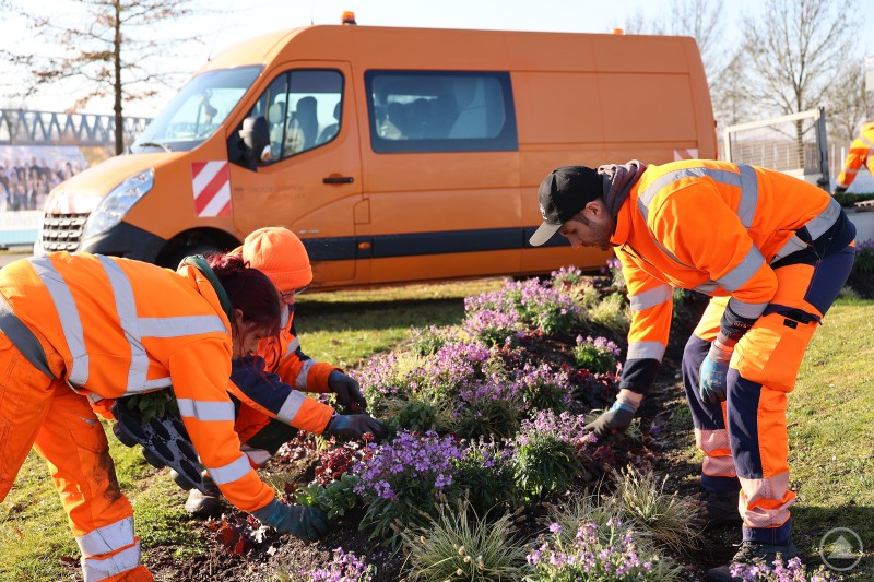 Die Stadtgärtnerei verwandelt Verkehrsinseln, Kreisverkehre und die Innenstadt in farbenfrohe Blickfänge Mehrere Mitarbeitende der Stadtgärtnerei in orangefarbener Arbeitskleidung pflanzen violette und rosa Blumen in ein Beet, im Hintergrund steht ein orangefarbener Transporter.