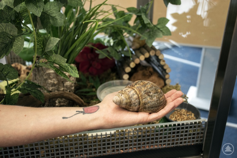 Die afrikanischen Riesenschnecken eignen sich hervorragend zur unterstützenden Therapie.
