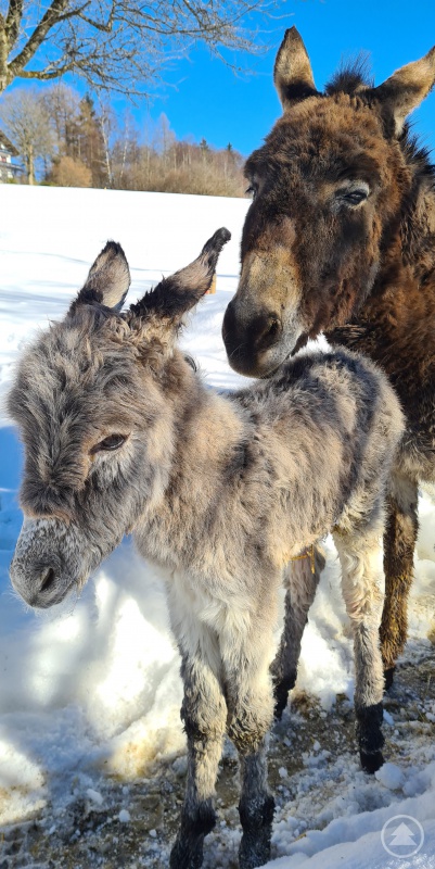 Jaqueline und ihr Nachwuchs 