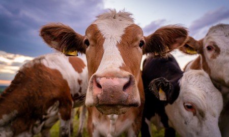 Neue Blauzungenfälle im Landkreis: Tierhalter sollten jetzt vorbeugen