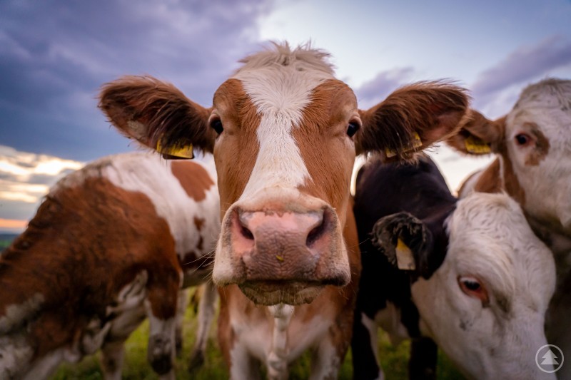In vier Rinderbeständen im Landkreis ist das Virus der Blauzungenkrankheit nachgewiesen worden. Die Krankheit ist für Menschen ungefährlich und nicht übertragbar. Für die betroffenen Tiere kann sie jedoch schwere gesundheitliche Folgen bis hin zum Tod haben. Auch Schafe, Ziegen, Alpakas oder Lamas können sich mit dem Virus anstecken. Eine neugierige Kuh blickt aus nächster Nähe direkt in die Kamera, während im Hintergrund weitere Kühe auf einer Weide zu sehen sind.