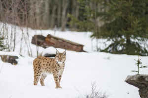 Tierischer Adventskalender