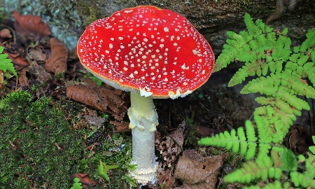 Der Fliegenpilz - ein Schönling unter den Pilzen