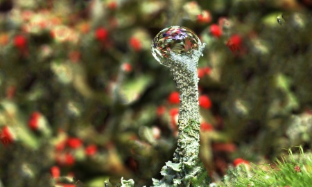 Warm, feucht und wenig Sonne