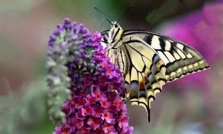 Juliwetter 2024 im Bayerwald