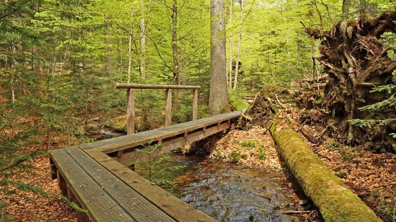 Flyer/Grafik zum Event: Die Seele baumeln lassen am Mo., 05.05.2025 - Mo., 21.07.2025