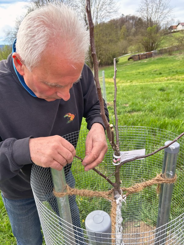 Auf dem Bild ist Bernhard Rodler zu sehen, ein Veredelungsspezialist. Er bringt gerade einen jungen Obstbaum in Form, vermutlich durch das sogenannte Pfropfen. Der Baum ist durch ein Drahtgitter geschützt und mit Juteschnur stabilisiert. Die Szene spielt sich in einer ländlichen, grünen Umgebung ab – vielleicht in einem neu angelegten Obstlehrgarten. Man sieht Rodlers Fachwissen und Sorgfalt bei der Arbeit mit der jungen Pflanze.