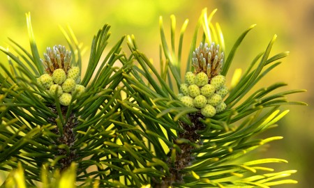 Bergkiefernblüte