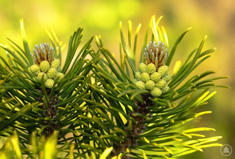 Das Foto zeigt Latschenzweige an einem Trockenmoor in Obergrainet am Südhang des Haidel. Das Foto zeigt Latschenzweige an einem Trockenmoor in Obergrainet am Südhang des Haidel.
