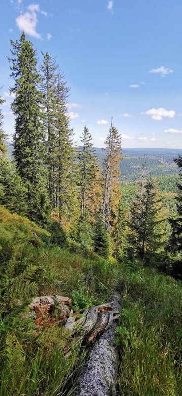 Flyer/Grafik zum Event: Ausstellung HolzLichtPinselstrich am Mo., 27.10.2025 - Di., 06.01.2026