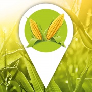 Maislabyrinth Ohetal