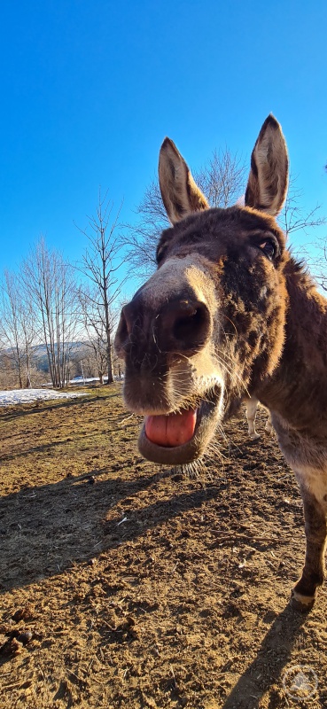 Eine laute Begrüßung gibt es auch...