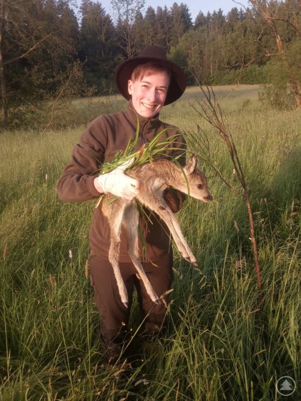 Julia Fürst nimmt vorsichtig mit Handschuhen und einem Grasbüschel als zusätzlichem „Witterungsneutralisierer“ ein Rehkitz auf und deponiert es außerhalb des Gefahrenbereichs.