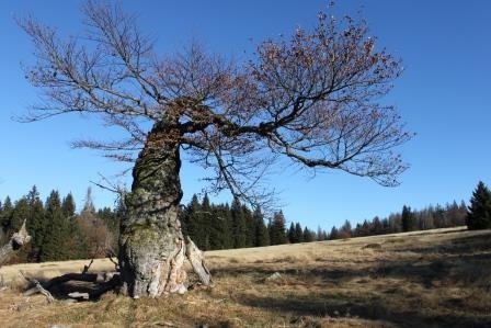 Flyer/Grafik zum Event: Geführte Ganztagswanderung am Mi., 13.03.2024 - Mi., 11.12.2024