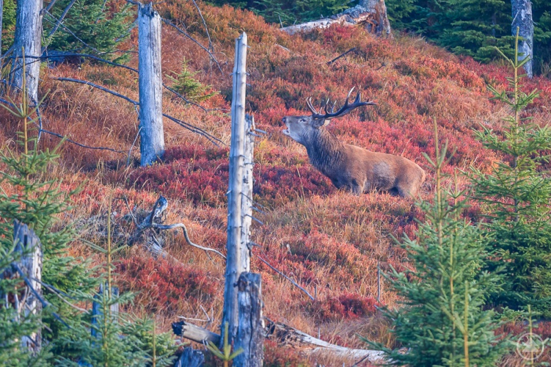 Ein einmaliges Erlebnis ist die Hirschbrunft im Nationalpark. Die Tiere sind nicht nur zu hören, sondern manchmal auch zu sehen.