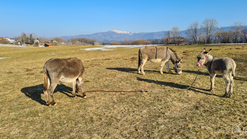 Spaziergang mit den Langohren