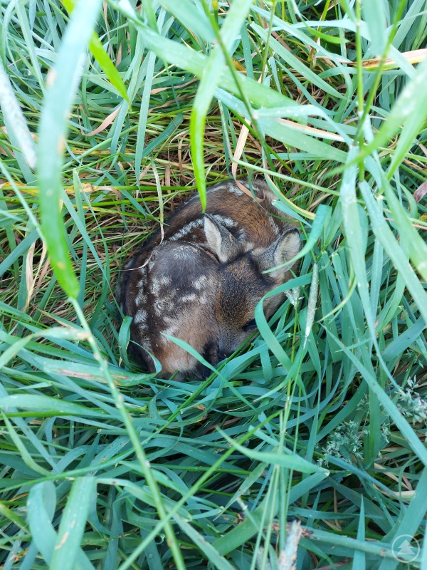 In den ersten Wochen machen sich Rehkitze eher klein statt zu flüchten. Was evolutionär sinnvoll war ist bei nahenden Mähwerken ein tödlicher Fehler.