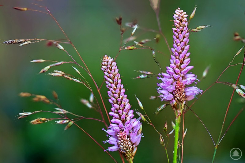 Wiesenknöterich mit kleinen Tochterblüten (Waldwiese in Obergrainet) Auf dem Bild sind zwei blühende, purpurfarbene Blütenähren zu sehen, vermutlich aus der Familie der Wegerichgewächse oder Ehrenpreisarten. Die Ähren bestehen aus zahlreichen kleinen Einzelblüten, die dicht beieinanderstehen. Umgeben sind sie von feinen, filigranen Grashalmen mit kleinen, schmalen Samenständen. Der Hintergrund ist unscharf und in verschiedenen Grüntönen gehalten, was die Blüten besonders hervorhebt.