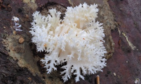Ästiger Stachelbart zeigt erste Fruchtkörper im Nationalpark Bayerischer Wald