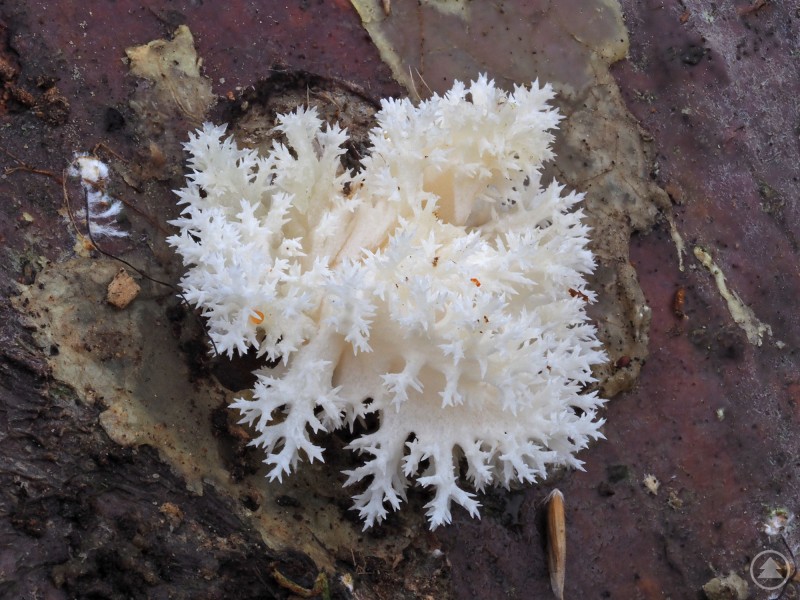 Fruchtkörper des Ästigen Stachelbarts (Hericium coralloides), gewachsen auf einem geimpften Buchenstamm im Nationalpark Bayerischer Wald. Ein weißer, korallenartiger Pilz mit zahlreichen filigranen Verzweigungen wächst auf einem feuchten Baumstamm im Wald.
