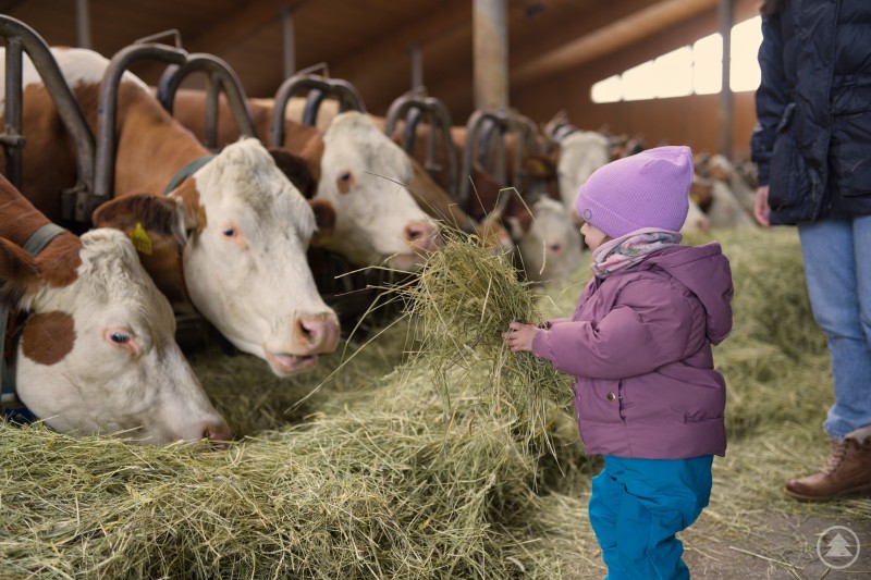 Ein kleines Kind mit M&uuml;tze und Winterjacke steht in einem Stall und f&uuml;ttert mehrere K&uuml;he mit Heu, w&auml;hrend eine erwachsene Person daneben steht.