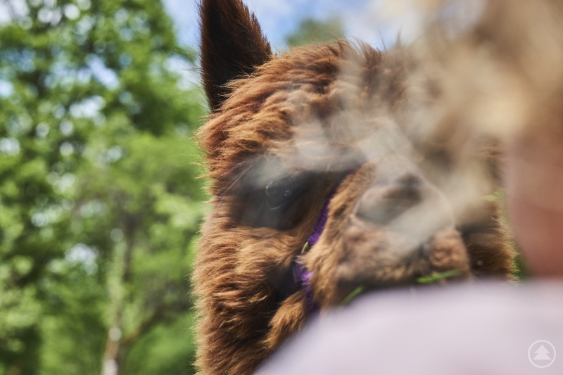 Das Highlight für die Kinder - Alpakas