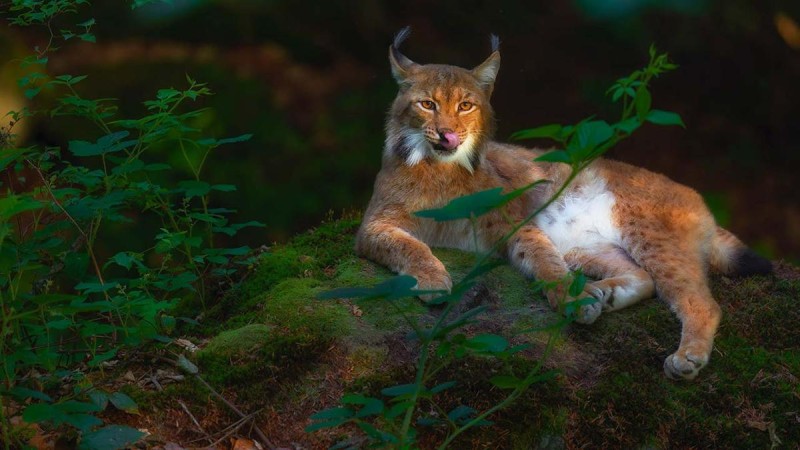 Flyer/Grafik zum Event: Abends im Reich der Tiere am Di., 06.05.2025 - Di., 22.07.2025