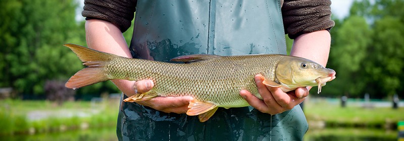 Flyer/Grafik zum Event: Beratung für Fischer und Teichwirte 2025 in Lindbergmühle am Di., 03.06.2025 ab 13:00 Uhr