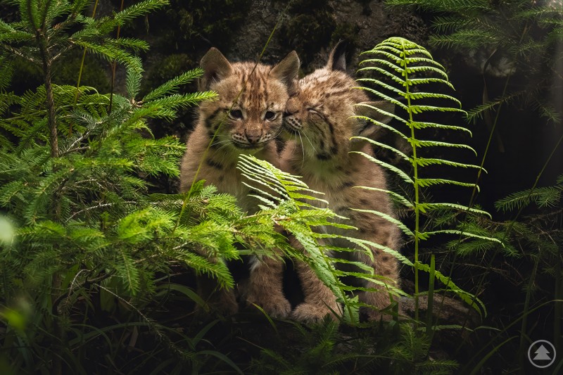 Sind seit gut einer Woche auch draußen im Gehege unterwegs: die jungen Luchse des Nationalparkzentrums Falkenstein. Foto: Jenny Barth Zwei junge Luchse sitzen eng beieinander in einem dichten, grünen Waldabschnitt. Einer der Luchse schleckt zärtlich den anderen am Kopf.