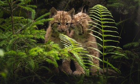 Drei junge Luchse begeistern Besucher im Nationalparkzentrum Falkenstein
