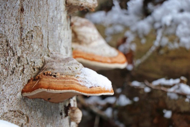 Flyer/Grafik zum Event: Nationalpark exklusiv - Ich höre was, was du nicht siehst - die erstaunlichen Sinne der Lebewesen am Sa., 21.03.2026 von 15:00 bis 18:00 Uhr