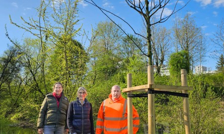 Zitterpappel als Baum des Jahres im Stadtpark gepflanzt
